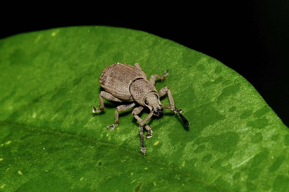 Curculionidae:  Simo hirticornis